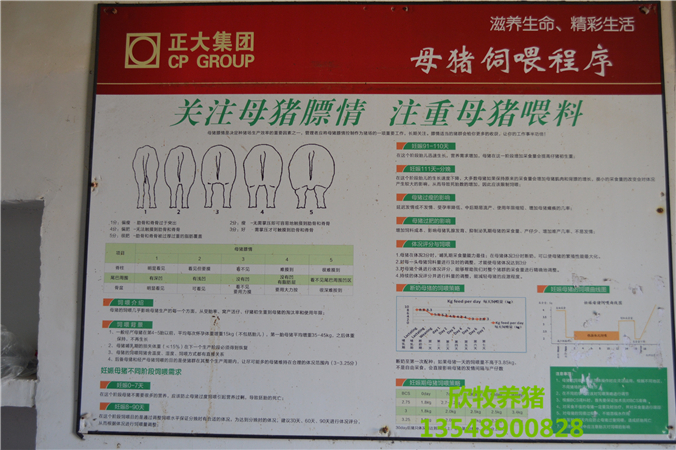 臨湘市欣牧養豬專(zhuān)業(yè)合作社,臨湘母豬,臨湘仔豬,臨湘成品豬,臨湘欣牧